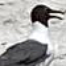 Pnio's Avatar